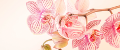 Banner de la categoría Rostro PINK ORCHID 