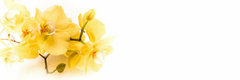 Banner de la categoría  Limpieza YELLOW ORCHID