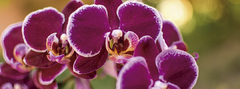 Banner de la categoría Modelado corporal PURPLE ORCHID 