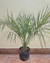 Butia yatay 15 lts en internet