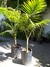 Palmera Seaphortia 10 lts