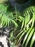 Palmera Seaphortia 10 lts - comprar online