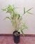 Dendrocalamus Asper - Bambú Gigante 5 lts - comprar online