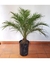 Phoenix Robellini, palmera enana