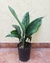 Aspidistra 4 lts - comprar online