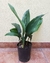 Aspidistra 4 lts