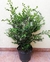 Buxus sempervirens 10 lts