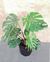 Monstera 10 lts - comprar online