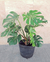 Monstera 10 lts