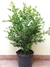 Buxus sempervirens 10 lts - comprar online