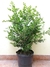 Buxus sempervirens 10 lts en internet