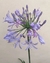 Agapanthus africanus - tienda online