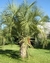 Butia yatay 50 lts en internet