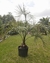 Butia yatay 50 lts