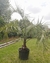 Butia yatay 50 lts - comprar online