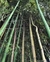 Bambú Moso 5 lts - Phyllostachys edulis