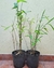 Bambú Moso 5 lts - Phyllostachys edulis en internet