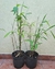 Bambú Moso 5 lts - Phyllostachys edulis - comprar online