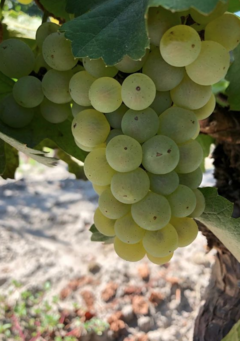 Pasaje Nobrega Chardonnay de las cenizas 2021 - tienda online