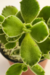 COTYLEDON TOMENTOSA (garritas de oso) - comprar online