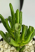 CRASSULA OVATA GOLLUM - comprar online