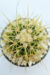 ECHINOCACTUS GRUSONII MEDIANO - comprar online