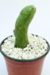 CACTUS PENE