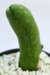 CACTUS PENE - comprar online