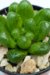 HAWORTHIA COOPERI - comprar online