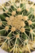 ECHINOCACTUS GRUSONII GRANDE - comprar online