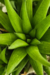 HAWORTHIA PIGMALEA - comprar online