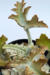 KALANCHOE GASTONIS-BONNIERI - comprar online