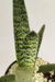 GASTERIA OBLICUA - comprar online