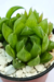 HAWORTHIA CYMBIFORMIS - comprar online