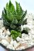 HAWORTHIA FASCIATA - comprar online