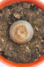 LITHOPS - tienda online