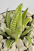 HAWORTHIA FASCIATA CLARA - comprar online