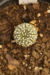 ASTROPHYTUM ASTERIAS SUPERKABUTO - comprar online