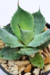 AGAVE POTATORUM - comprar online