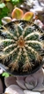 PARODIA MAGNIFICA O NOTOCACTUS MAGNIFICUS - Espinas Mansas