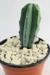 MYRTILLOCACTUS GEOMETRIZANS MACETA 9 - comprar online