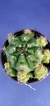 GYMNOCALYCIUM MARSONERI MATOENSE - comprar online