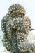 OPUNTIA CRESTADA 1 - comprar online