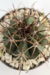 MELOCACTUS MATANZANUS - comprar online