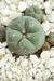 PEYOTE LOPHOPHORA WILLIAMSII CAESPITOSA - comprar online