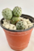 TEPHROCACTUS GEOMETRICUS