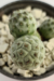 TEPHROCACTUS GEOMETRICUS - comprar online