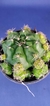 GYMNOCALYCIUM MARSONERI MATOENSE - tienda online