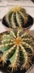 PARODIA MAGNIFICA O NOTOCACTUS MAGNIFICUS - tienda online