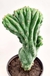 CACTUS SAN PEDRO CRESTADO - comprar online